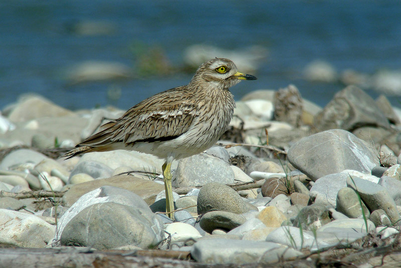 Occhione in Digiscoping